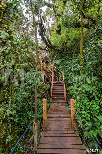 Bild på Mossy Forest of Gunung Brinchang Cameron Highlands Malaysia